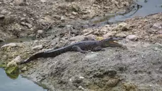Avistan cocodrilo  cerca del Colegio de Bachilleres en Champotón