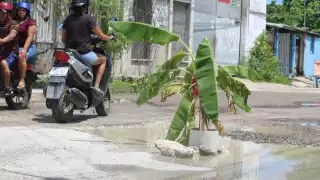 Vecinos de Champotón colocan planta de plátano en bache de Los Manguitos como señal preventiva