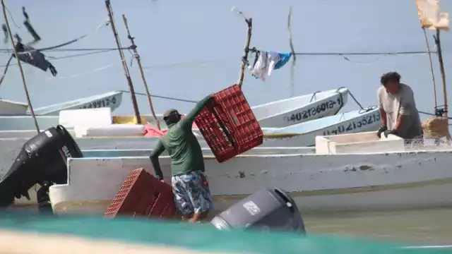 Gareteros de Champotón migran a Yucatán por escasez de pulpo en el litoral campechano