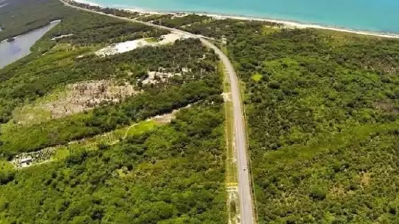 La invasión hormiga en la Península de Atasta ha afectado más de siete kilómetros de manglar negro y rojo La invasión hormiga en la Península de Atasta ha afectado más de siete kilómetros de manglar negro y rojo