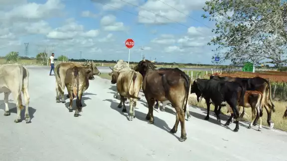 Los ganaderos de Quintana Roo saben que si detectan algún animal con una herida que tenga las características de la enfermedad, deben avisar al Senasica