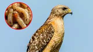  Confirma Semarnat primer caso de gusano barrenador en fauna silvestre   