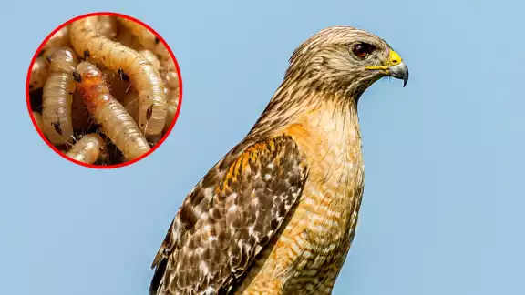 El caso se habría presentado en un ejemplar de aguililla pecho rojo, especie protegida por la legislación mexicana El caso se habría presentado en un ejemplar de aguililla pecho rojo, especie protegida por la legislación mexicana