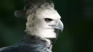 Reaparece el águila arpía en México  tras haberse considerado extinta   