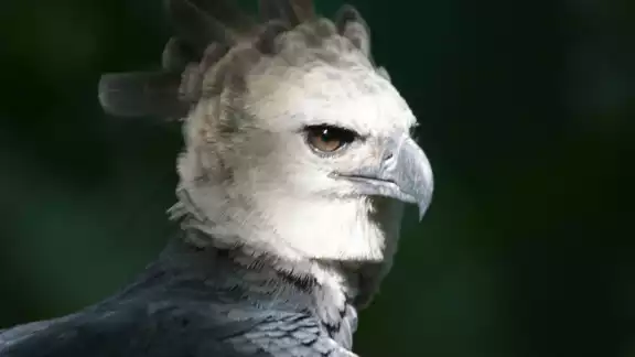 El águila arpía puede alcanzar los dos metros de envergadura alar El águila arpía puede alcanzar los dos metros de envergadura alar