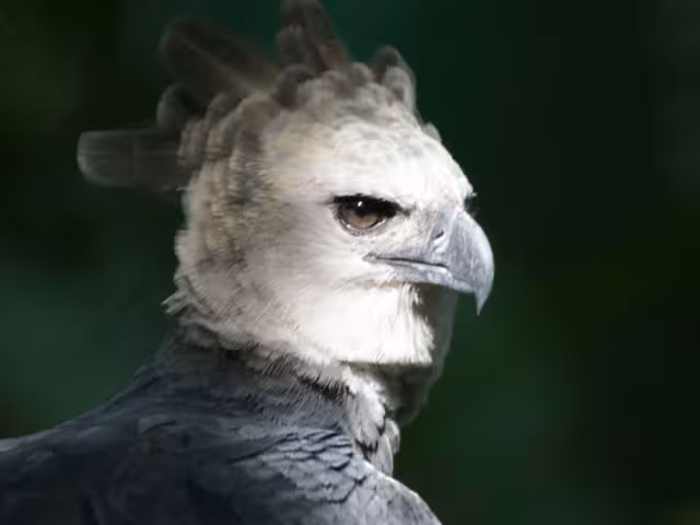 El águila arpía puede alcanzar los dos metros de envergadura alar