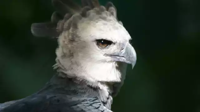 El águila arpía puede alcanzar los dos metros de envergadura alar