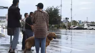 Temporada de lluvias en Campeche: piden atención permanente a mascotas y casos de abandono