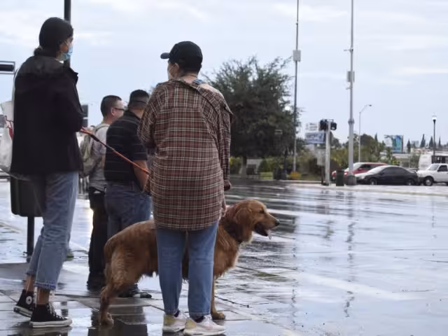 Autoridades deben reforzar campañas de tenencia responsable: diputada