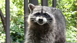 Estos son los animales presentes en Yucatán que pueden trasmitir rabia