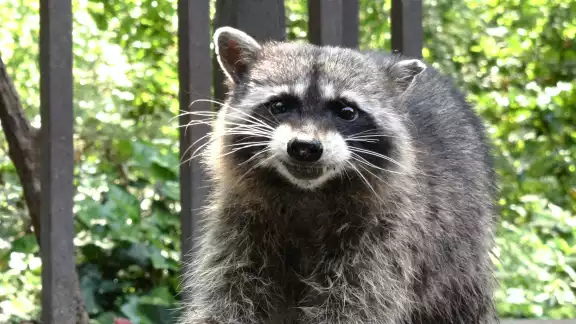 Animales como el mapache pueden trasmitir la enfermedad mediante mordidas, lametones o arañazos Animales como el mapache pueden trasmitir la enfermedad mediante mordidas, lametones o arañazos