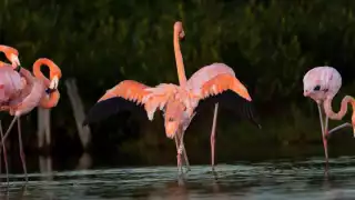 Una de las aves fue marcada en Las Coloradas y la otra en El Cuyo