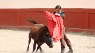 Colectivos defensores de animales  consideran viable la lidia de toros sin violencia en Quintana Roo 