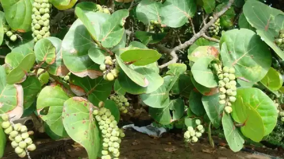 La Coccoloba uvifera es un rompevientos natural que crece en los trópicos. La Coccoloba uvifera es un rompevientos natural que crece en los trópicos.