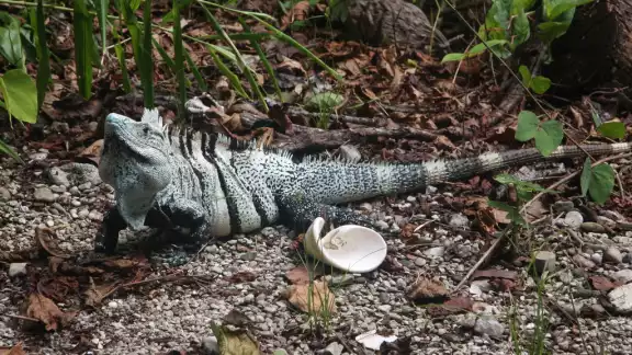 La iguana negra de cola espinosa es un reptil que habita en gran parte del sureste mexicano y de forma errónea se le conoce como Tolook La iguana negra de cola espinosa es un reptil que habita en gran parte del sureste mexicano y de forma errónea se le conoce como Tolook