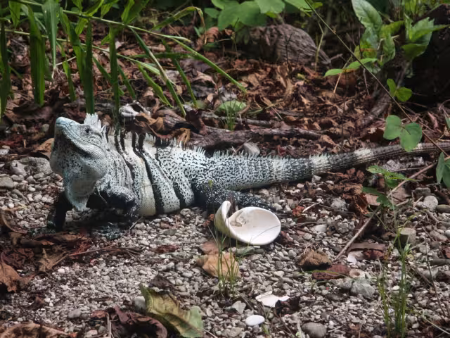 La iguana negra de cola espinosa es un reptil que habita en gran parte del sureste mexicano y de forma errónea se le conoce como Tolook