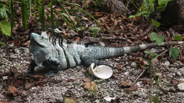 La iguana negra de cola espinosa es un reptil que habita en gran parte del sureste mexicano y de forma errónea se le conoce como Tolook