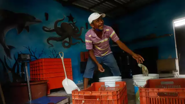 Una de las quejas se refi ere a prácticas nocivas, como el uso de cloro para extraer al octópodo de sus cuevas