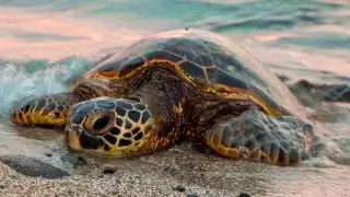 El campamento del Cetmar 17 amplía su corral ante el alza de avisos de desove en esta temporada