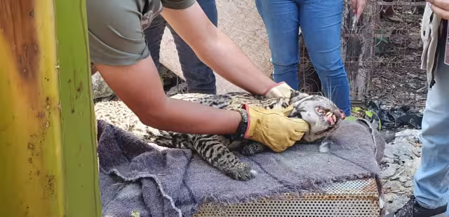Personal de la Profepa sedó al animal y lo trasladó a la UMA en Valladolid para una atención especializada.