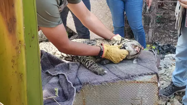 Personal de la Profepa sedó al animal y lo trasladó a la UMA en Valladolid para una atención especializada.