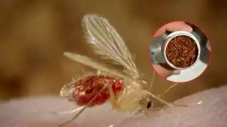 La también sobadora tiene más de 40 años de trabajar con la herbolaria tradicional. Prepara productos para combatir caspa, barros y dolor de oído