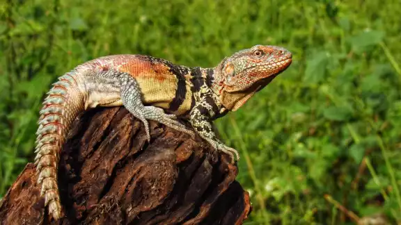 La iguana yucateca de cola espinosa es amenazada por la pérdida de hábitat y el comercio ilegal de especies La iguana yucateca de cola espinosa es amenazada por la pérdida de hábitat y el comercio ilegal de especies