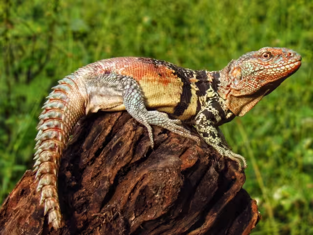 La iguana yucateca de cola espinosa es amenazada por la pérdida de hábitat y el comercio ilegal de especies