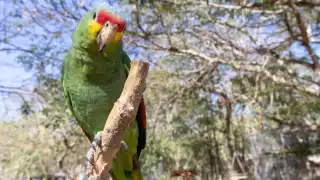 "Los resultados son sorprendentes": Presentarán informe del programa de monitoreo de loros urbanos en Mérida  