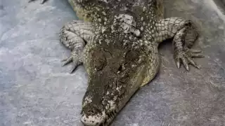 Se han capturado seis cocodrilos en lo que va del 2024 en Campeche 