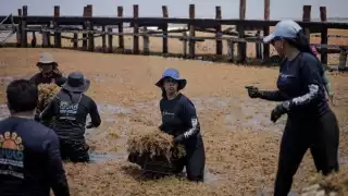 Sema asegura fortalecimiento en el combate al sargazo en Quintana Roo