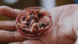 Campeche confirma tercer caso humano de miasis por gusano barrenador: Un hombre de 56 años hospitalizado