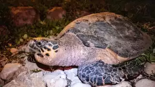  En Campeche, vigilan campamentos tortugueros  para proteger huevos de saqueos   