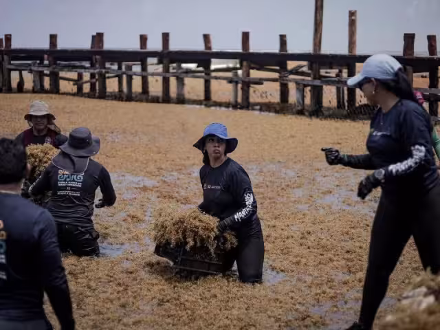 Se tiene planeado utilizar el sargazo como una fuente de ingreso económico