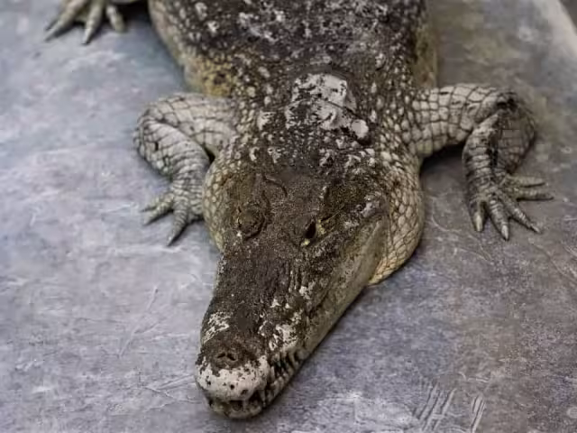 Serpientes y algunos mamíferos también han sido avistados en zonas urbanas