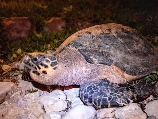 Hasta el próximo 31 de octubre concluye la anidación.