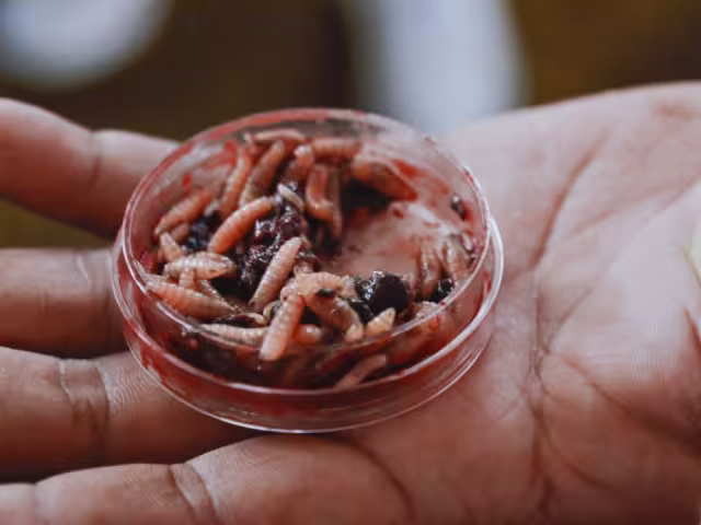 Alerta sanitaria en Campeche: tercer caso de miasis en humanos por gusano barrenador