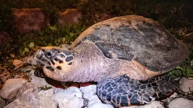 Hasta el próximo 31 de octubre concluye la anidación.