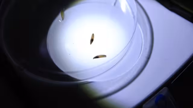 Reunión interestatal busca frenar brote de miasis en ganado del sureste mexicano