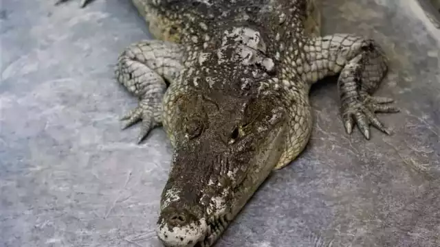 Serpientes y algunos mamíferos también han sido avistados en zonas urbanas