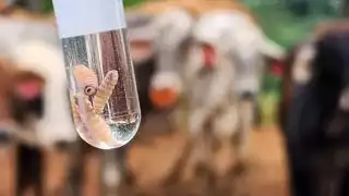 Casos de gusano barrenador incrementan a 37 en Quintana Roo