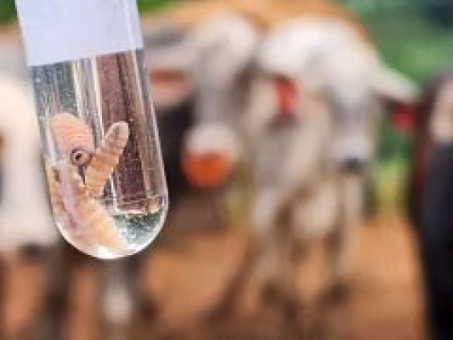 La WAHIS aún no ha registrado casos en humanos