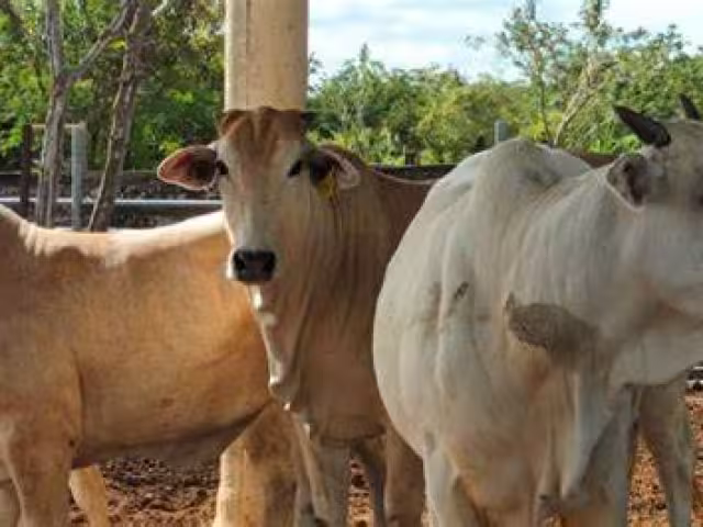 Sedarpe confirma 10 casos de gusano barrenador en Quintana Roo