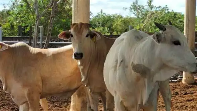 Sedarpe confirma 10 casos de gusano barrenador en Quintana Roo