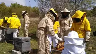 Apicultores de Campeche se solidarizan con  Yucatán tras muerte de abejas 