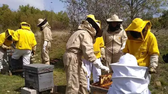 Apicultores cheneros respaldan a los de Tizimin. Cancelar registro de Fipronil Apicultores cheneros respaldan a los de Tizimin. Cancelar registro de Fipronil