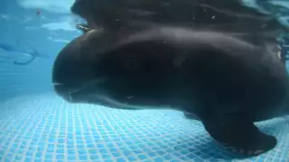 Desmienten supuesto varamiento de una orca pigmea en la costa yucateca 