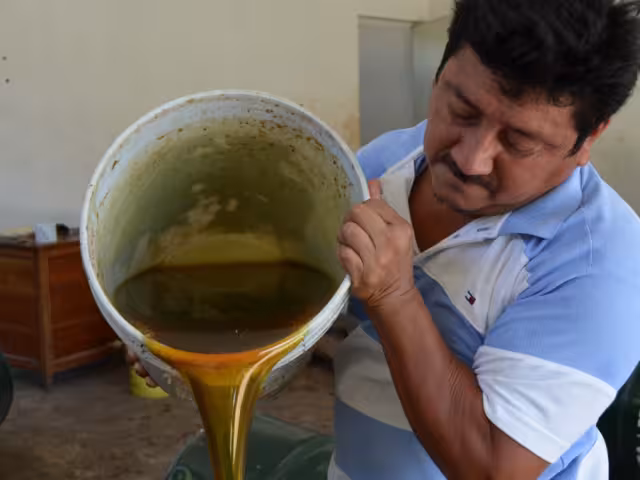 Apicultores enfrentan doble golpe: baja producción y precios bajos