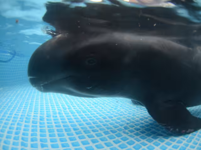 Las fotos, que comenzaron a circular a través de redes sociales en días recientes, corresponden a un caso ocurrido tres años atrás en el puerto de Dzilam de Bravo