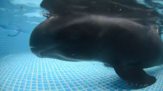 Las fotos, que comenzaron a circular a través de redes sociales en días recientes, corresponden a un caso ocurrido tres años atrás en el puerto de Dzilam de Bravo